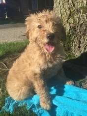 Goldendoodle Puppy for sale in LEO, IN, USA