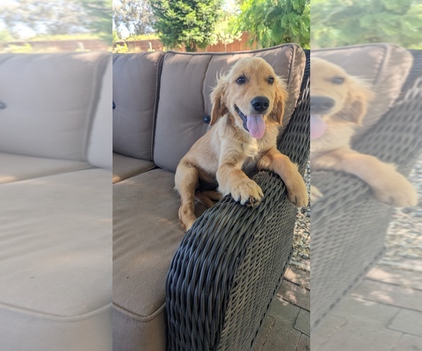 Medium Photo #7 Golden Retriever Puppy For Sale in ELVERTA, CA, USA
