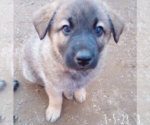 Cilantro - ** - Male German Shepherd Dog-Unknown Mix Dog for Adoption - Photo #15