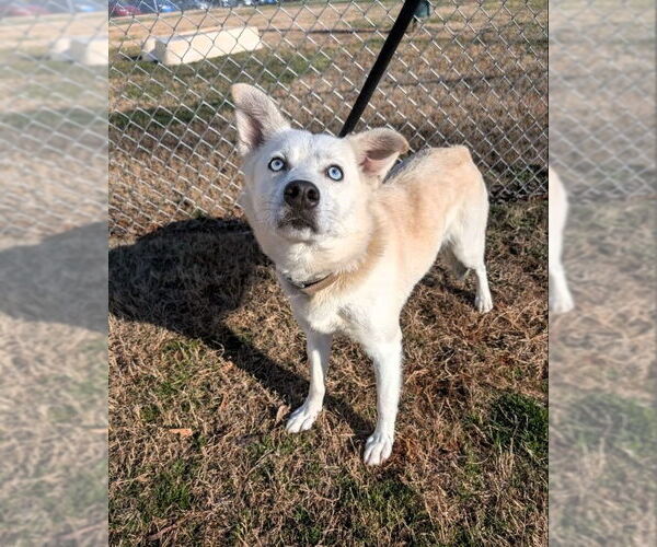 Medium Photo #1 Mutt Puppy For Sale in Shelburne, VT, USA