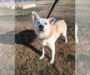 Mutt Dogs for adoption in Shelburne, VT, USA