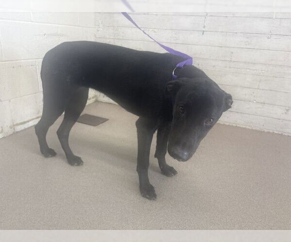 Medium Photo #1 Labrador Retriever Puppy For Sale in San Bernardino, CA, USA