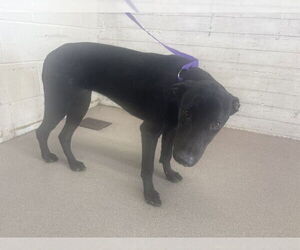 Labrador Retriever Dogs for adoption in San Bernardino, CA, USA