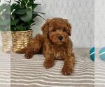 Small Photo #4 Cavapoo Puppy For Sale in GREENFIELD, IN, USA
