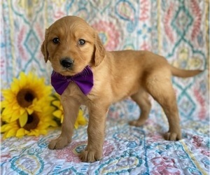 Golden Retriever Puppy for sale in LANCASTER, PA, USA