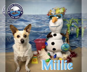 Millie - Female Chihuahua-Unknown Mix Dog for Adoption - Photo #3