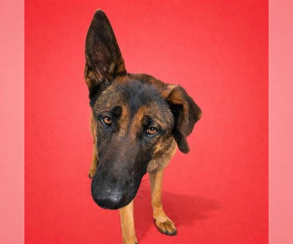 Medium Photo #2 Mutt Puppy For Sale in Redlands, CA, USA