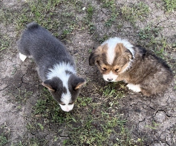 Medium Photo #6 American Corgi Puppy For Sale in PRYOR, OK, USA