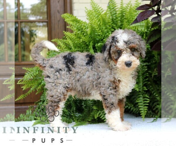 Medium Photo #4 Bernedoodle (Miniature) Puppy For Sale in NARVON, PA, USA