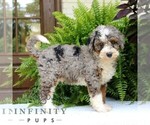 Small #3 Bernedoodle (Miniature)