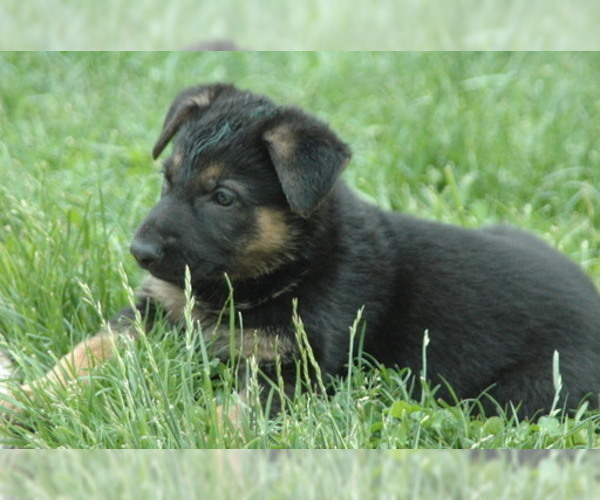 Medium Photo #1 German Shepherd Dog Puppy For Sale in HAMILTON, VA, USA
