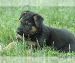 Small Photo #1 German Shepherd Dog Puppy For Sale in HAMILTON, VA, USA