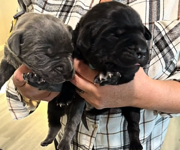 Medium Photo #1 Cane Corso Puppy For Sale in HESPERIA, CA, USA