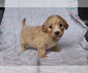 Goldendoodle (Miniature) Puppy for sale in SHILOH, OH, USA