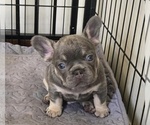 Image preview for Ad Listing. Nickname: Mr Blue