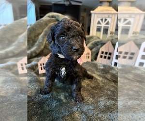 Goldendoodle Puppy for sale in FLAT ROCK, NC, USA