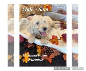 English Cream Golden Retriever-Poodle (Standard) Mix Puppy for sale in COTTONTOWN, TN, USA