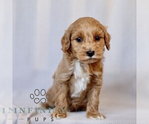 Goldendoodle (Miniature) Puppy for sale in LEOLA, PA, USA