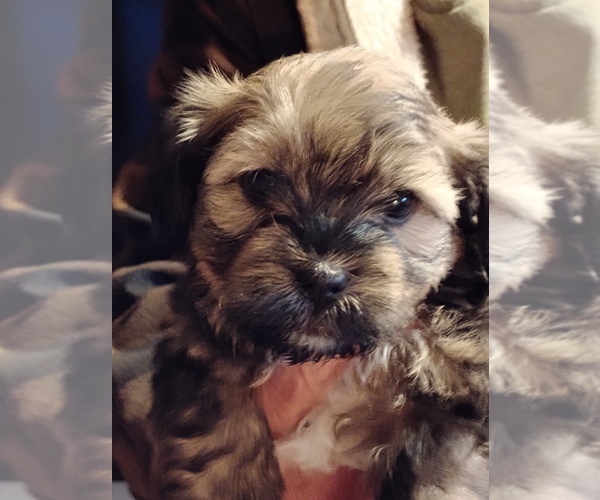 Medium Photo #3 Havapoo Puppy For Sale in POLO, MO, USA