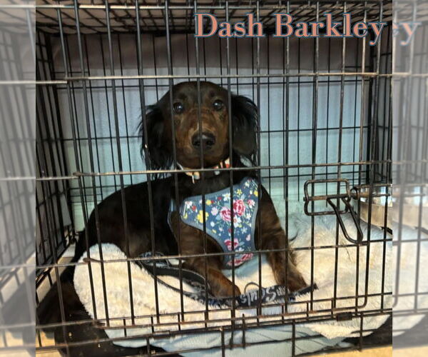Medium Photo #13 Dachshund Puppy For Sale in San Antonio, TX, USA
