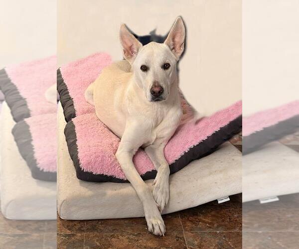 Medium Photo #4 - Mix Puppy For Sale in Hoffman Estates, IL, USA