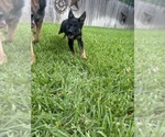 Puppy Pink Sweet Pea German Shepherd Dog