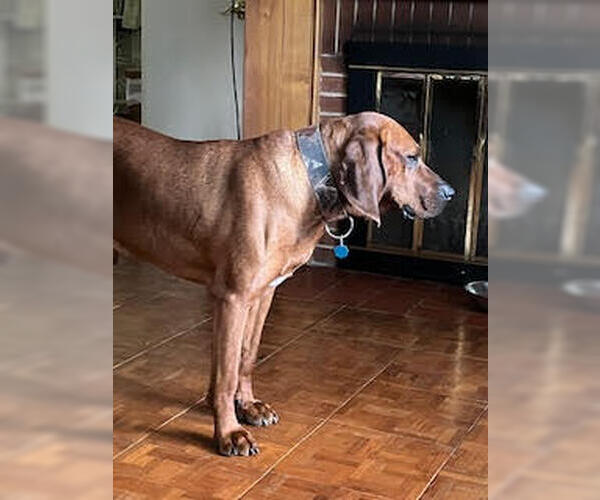 Medium Photo #4 Bloodhound Puppy For Sale in Rustburg, VA, USA