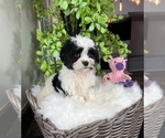 Small Photo #4 ShihPoo Puppy For Sale in FRANKLIN, IN, USA