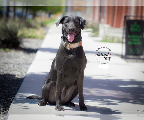 Medium Photo #17 Labrador Retriever-Unknown Mix Puppy For Sale in Salt Lake City, UT, USA