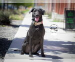 Small #16 Labrador Retriever Mix
