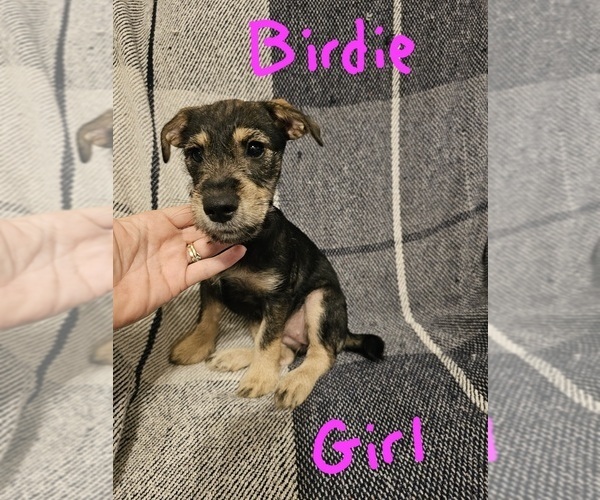 Medium Photo #24 Chizer Puppy For Sale in MONTEZUMA, GA, USA