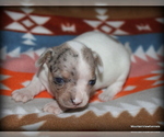 Small #2 Chihuahua