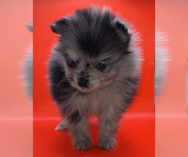 Medium Photo #19 Pomeranian Puppy For Sale in PORTLAND, ME, USA