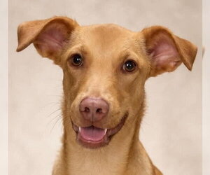 Mutt Dogs for adoption in Canton, CT, USA