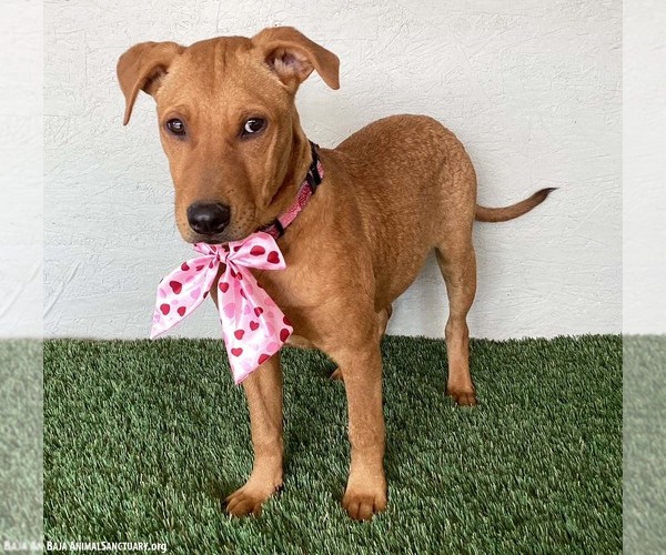 Medium Photo #3 Rhodesian Ridgeback-Unknown Mix Puppy For Sale in San Diego, CA, USA