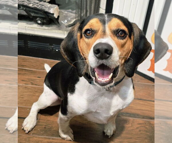 Medium Photo #2 Beagle Puppy For Sale in Cookeville, TN, USA