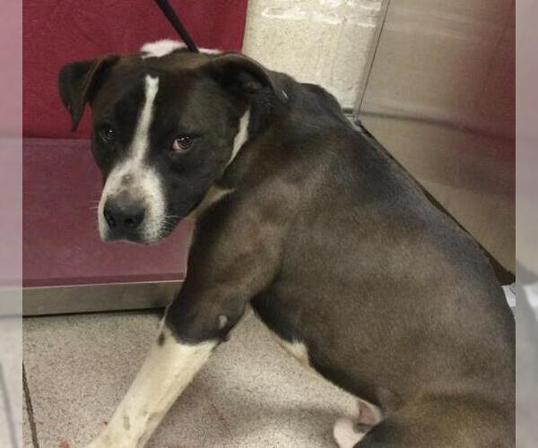 Medium Photo #1 Mutt Puppy For Sale in Riverside, CA, USA