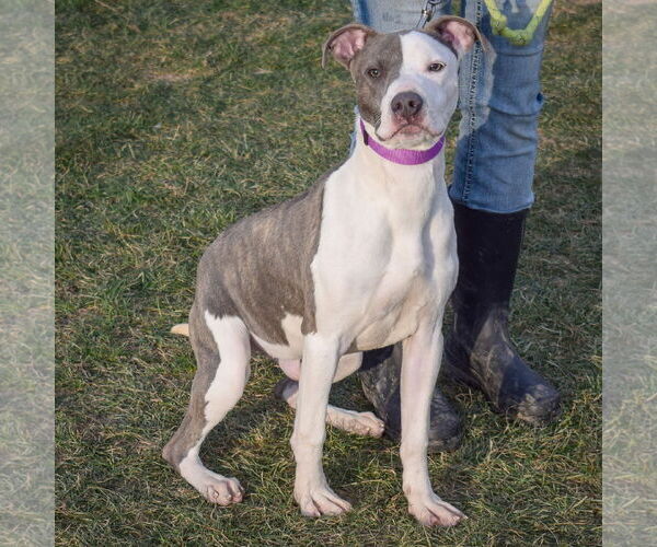 Medium Photo #4 American Staffordshire Terrier-Boxer Mix Puppy For Sale in Huntley, IL, USA