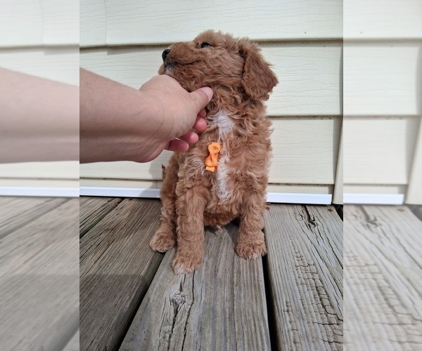 Medium Photo #21 Goldendoodle (Miniature) Puppy For Sale in GASTONIA, NC, USA