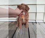 Small Photo #99 Goldendoodle (Miniature) Puppy For Sale in GASTONIA, NC, USA