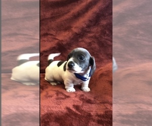 Dachshund Puppy for sale in LOBELVILLE, TN, USA