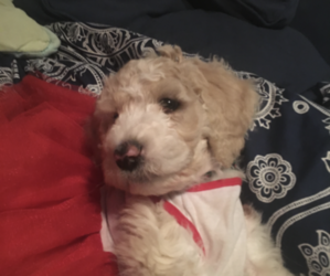 Labradoodle-Poodle (Standard) Mix Puppy for sale in TAUNTON, MA, USA