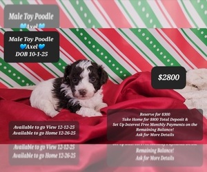 Poodle (Toy) Puppy for sale in TUCSON, AZ, USA