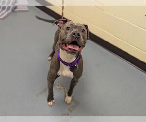 American Pit Bull Terrier Dogs for adoption in Denver, CO, USA