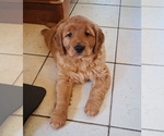 Small #1 Golden Retriever