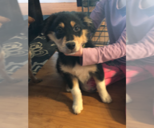 Border-Aussie Puppy for sale in SALEM, OR, USA