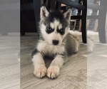 Puppy Adele Siberian Husky
