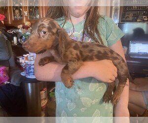 Dachshund Puppy for sale in RANTOUL, IL, USA