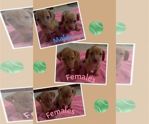 Dachshund Puppy for sale in ECHO, AL, USA