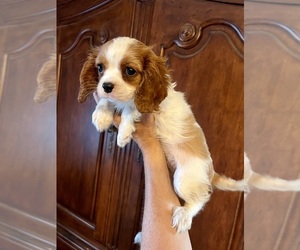 Cavalier King Charles Spaniel Puppy for sale in CENTURIA, WI, USA